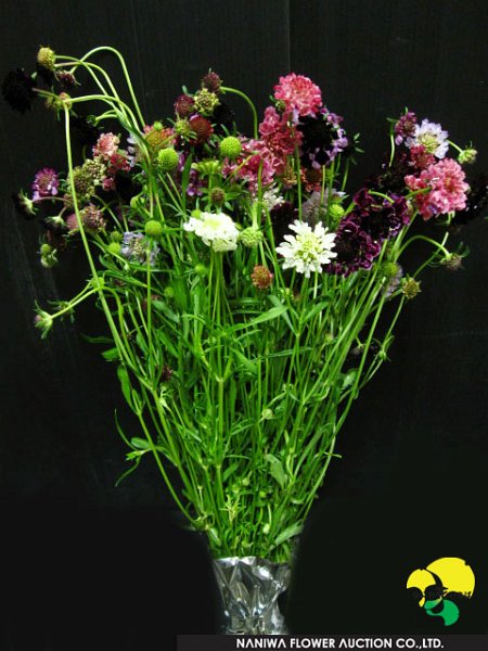 Scabiosa japonica Tall Double.jpg